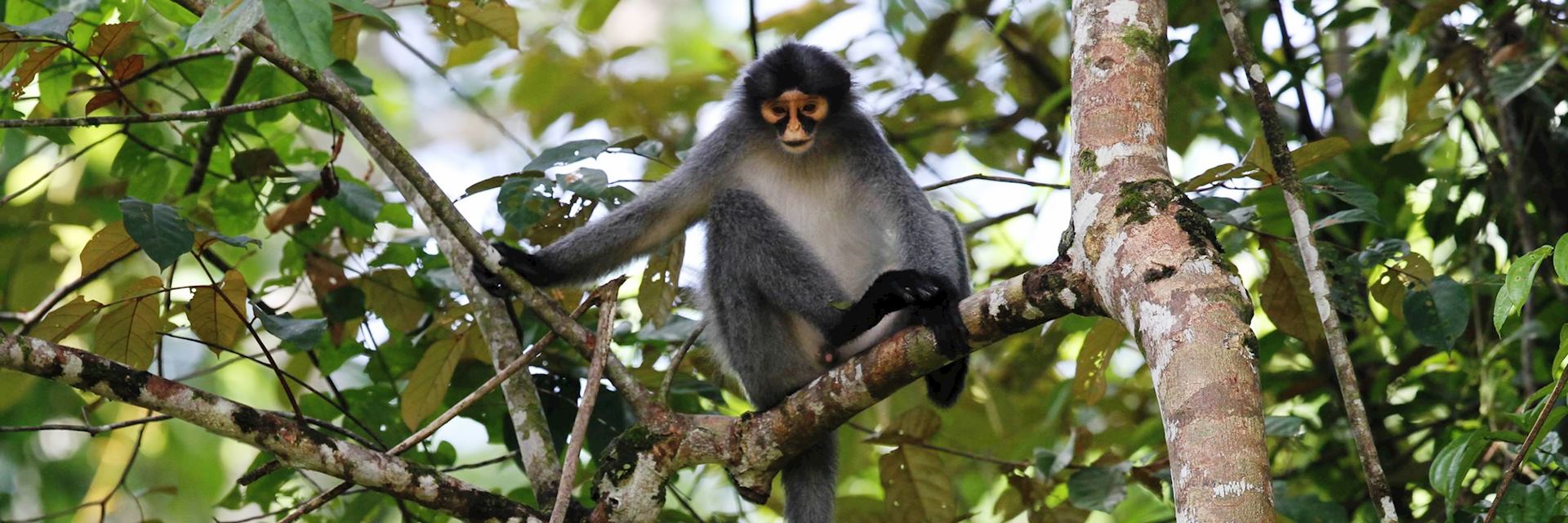 Gibbon, Malaysian Borneo