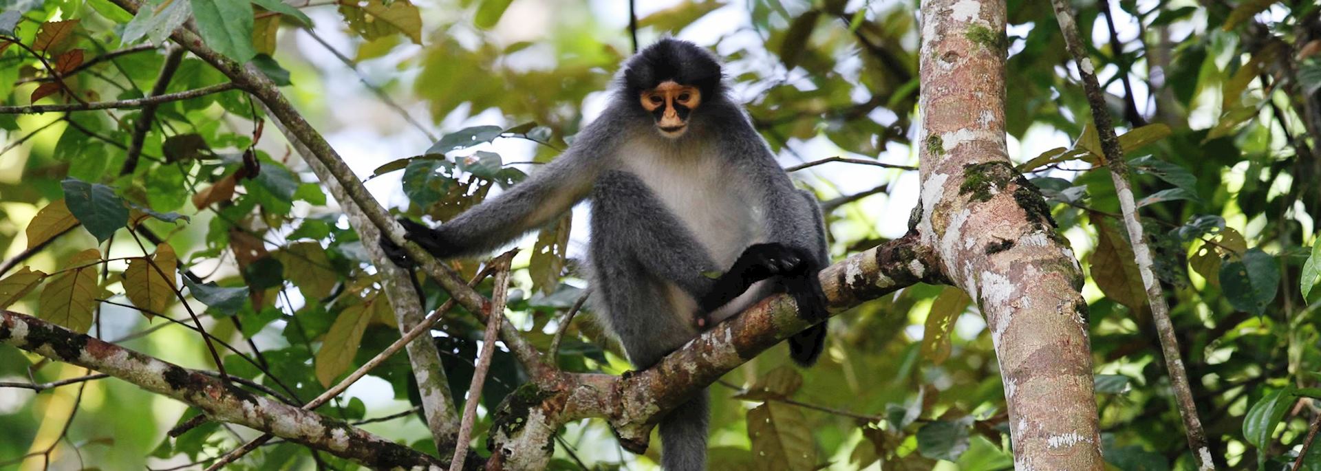 Gibbon, Malaysian Borneo