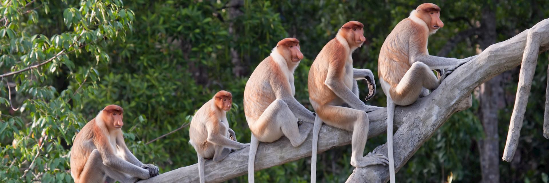 Proboscis monkeys, Kota Kinabalu