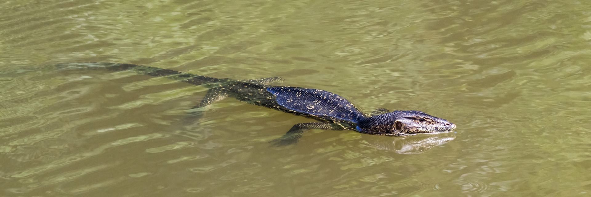Monitor lizard in the Maliau Basin