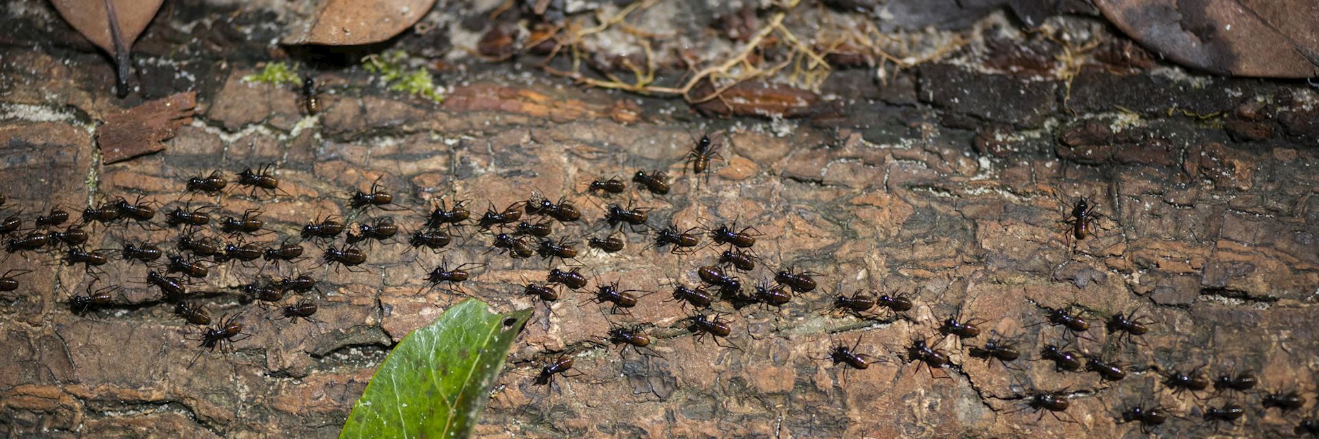 Termites, Tanjung Datu National Park