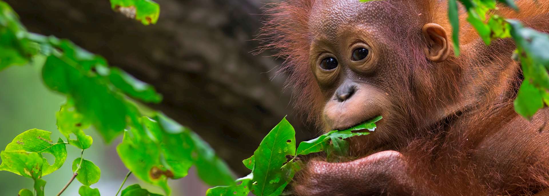 Baby orangutan in Sepilok