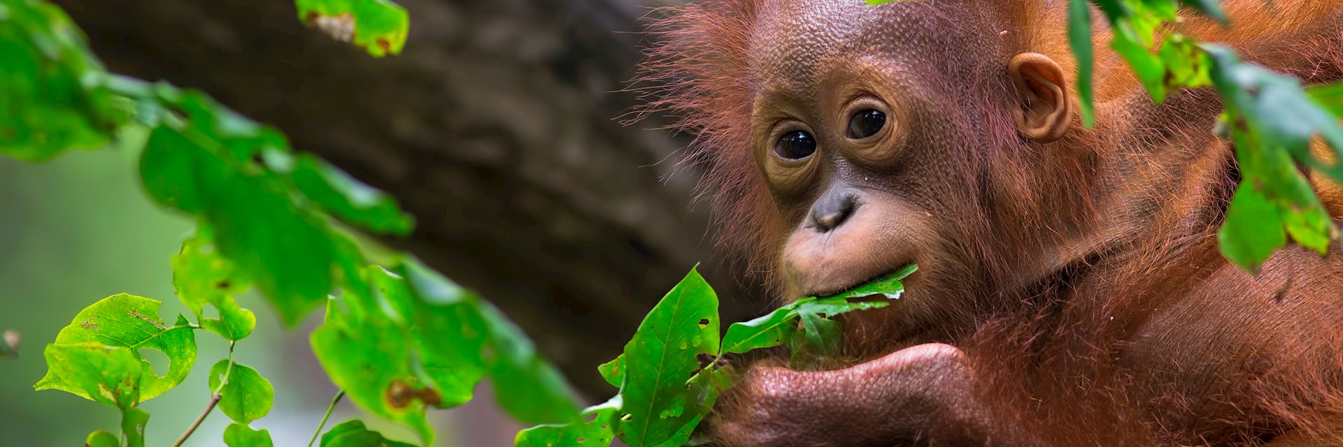 Baby orangutan in Sepilok