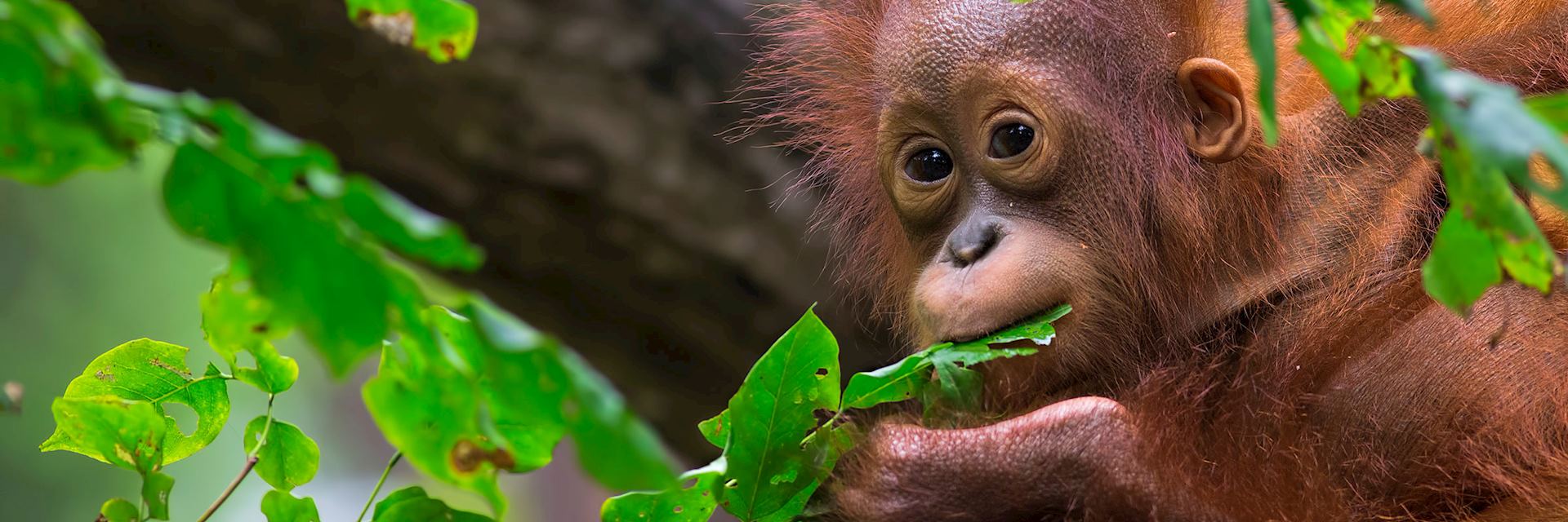 Baby orangutan in Sepilok