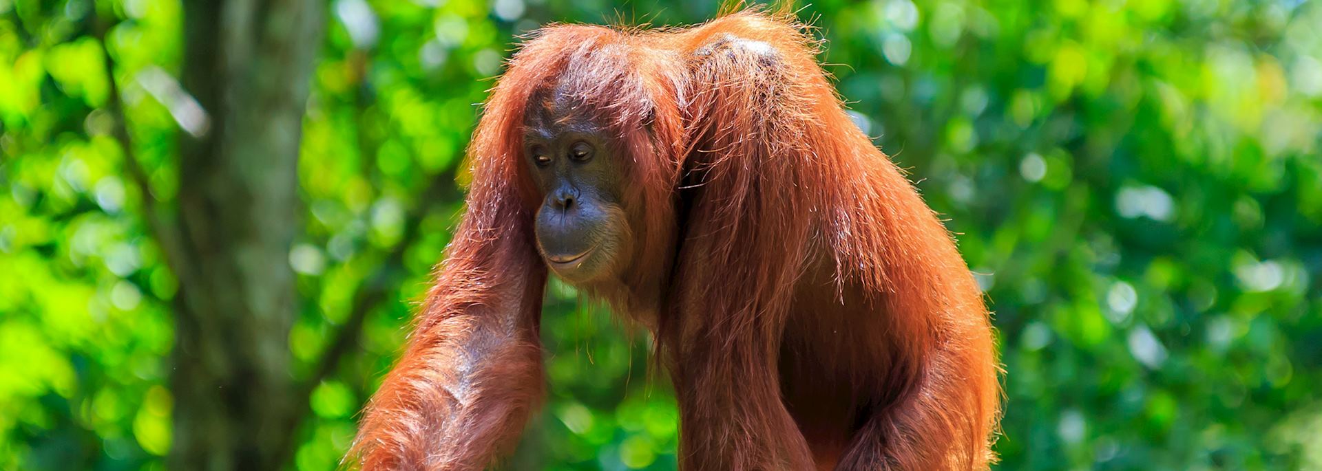 Orangutan in Deramakot Forest Reserve
