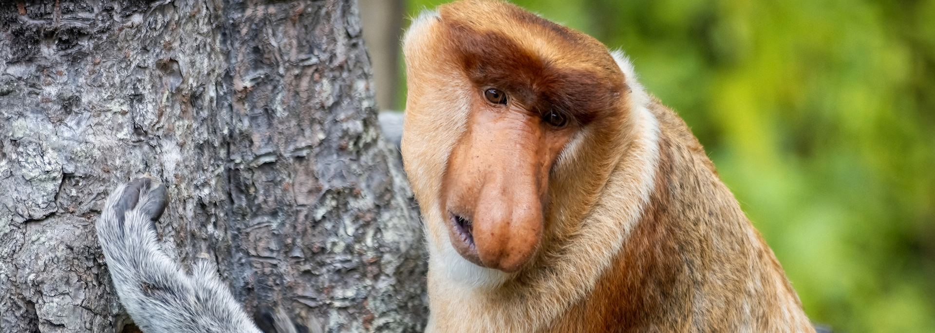 Proboscis monkey, Sandakan