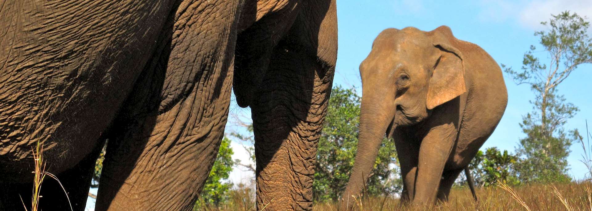 Elephants at the E.L.I.E. NGO Elephant Project