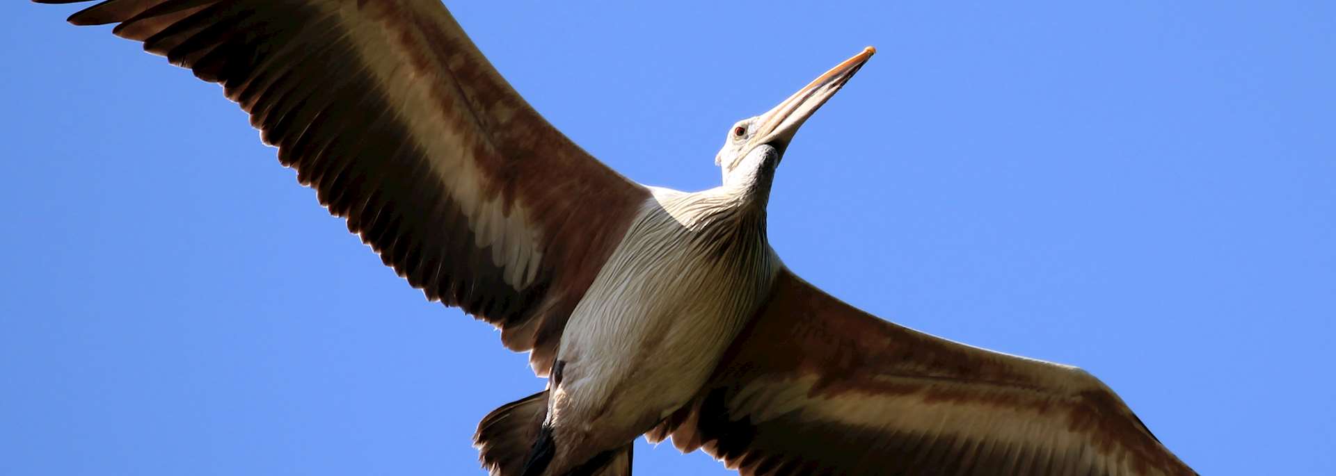 Spot-billed pelican