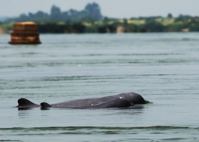 Irrawaddy dolphins, Kratie