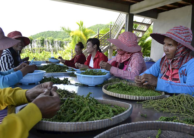 Pepper pickers in Kampot