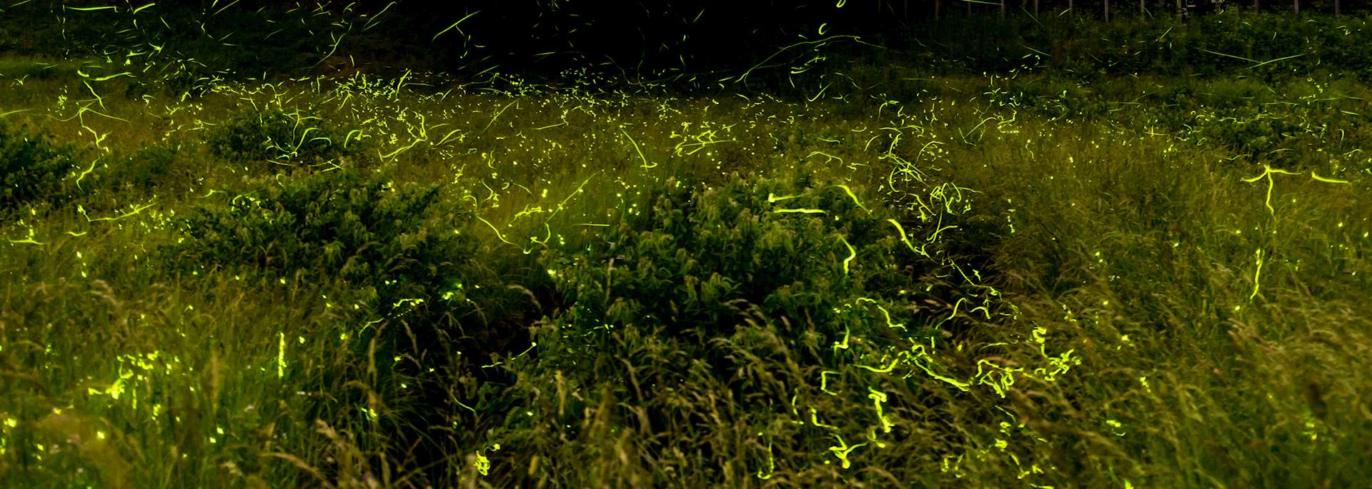 Fireflies