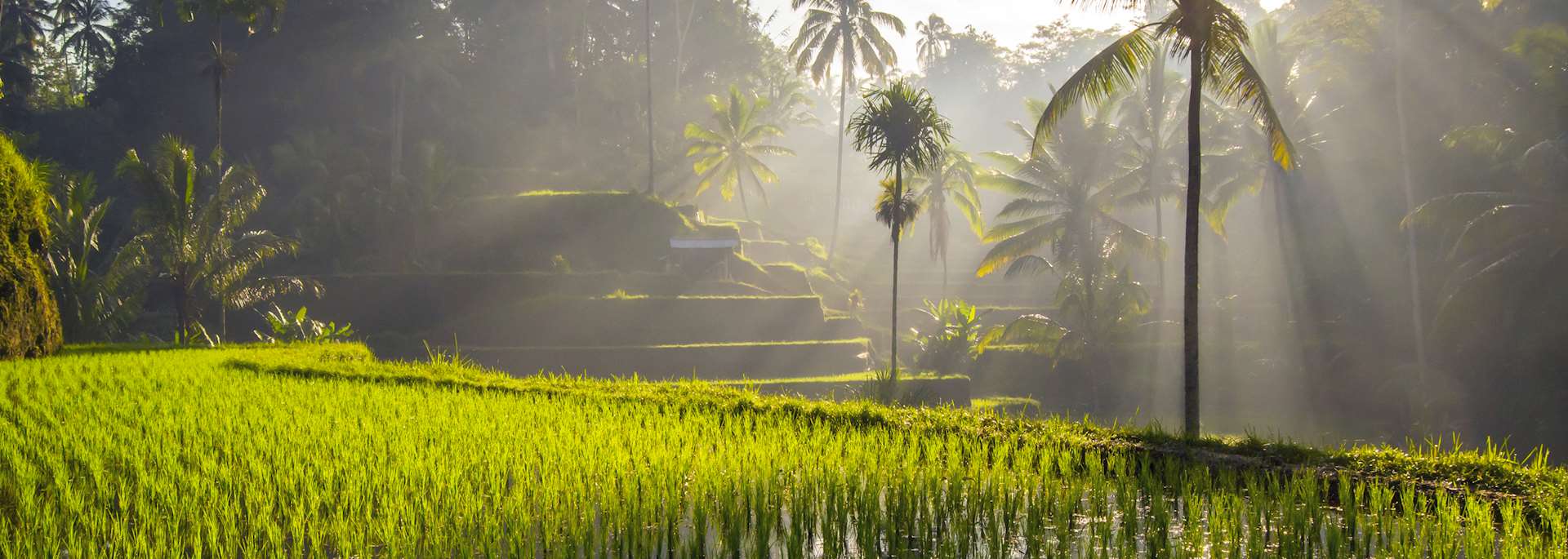 Rice terraces, Ubud