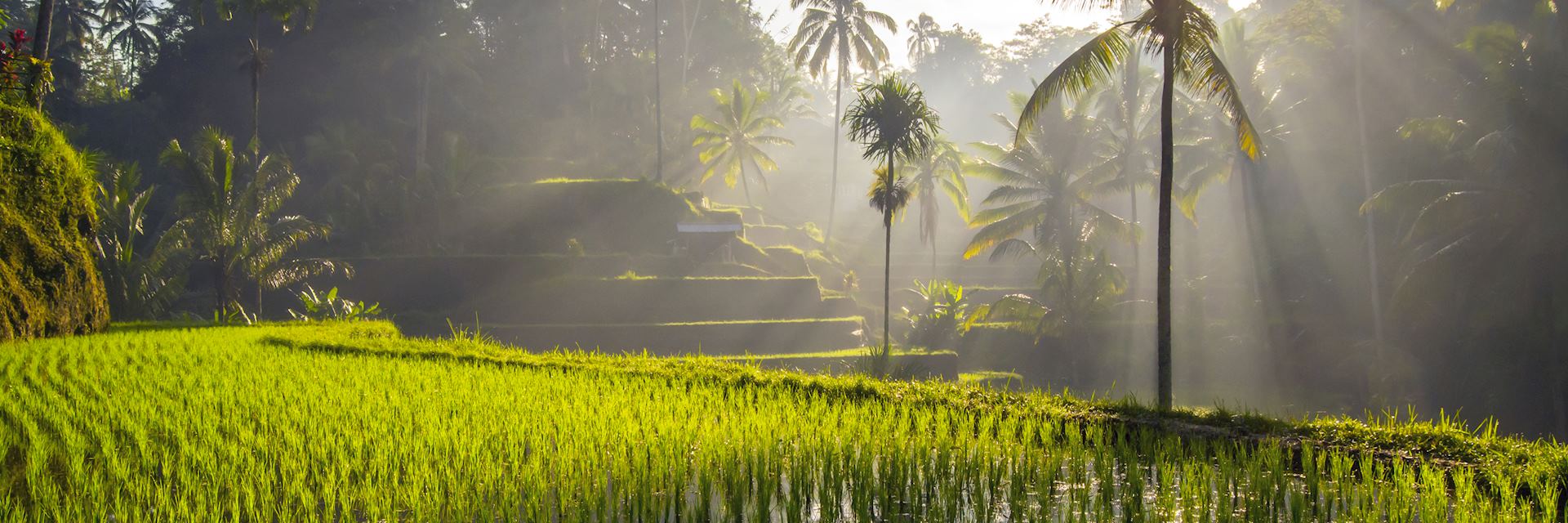 Rice terraces, Ubud