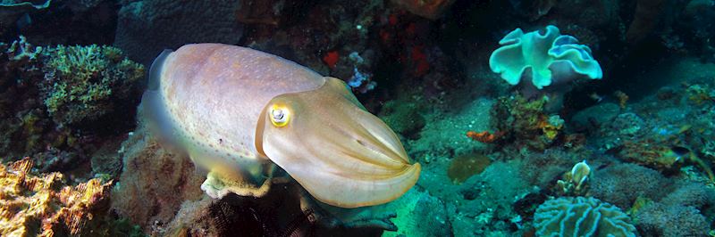 Spot cuttlefish around the islands of Indonesia