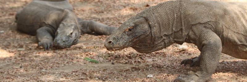 Komodo Island's dragons