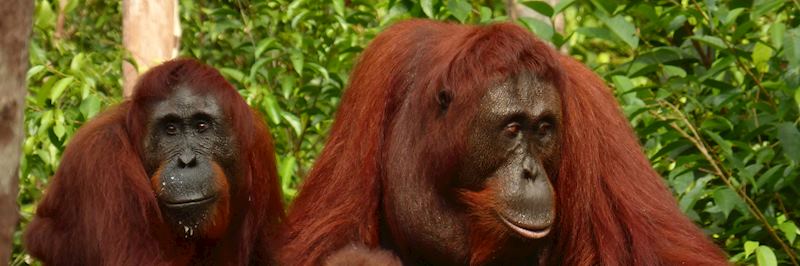 Get up close to orangutans in the Tanjung Puting National Park