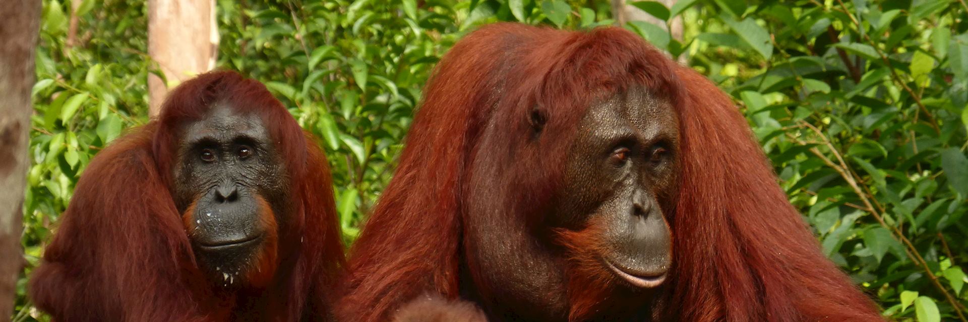 Get up close to orangutans in the Tanjung Puting National Park