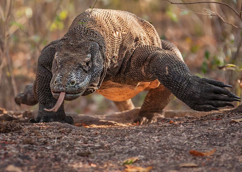 Komodo dragon