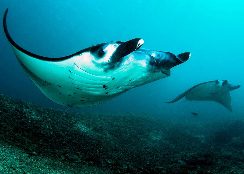 Manta rays
