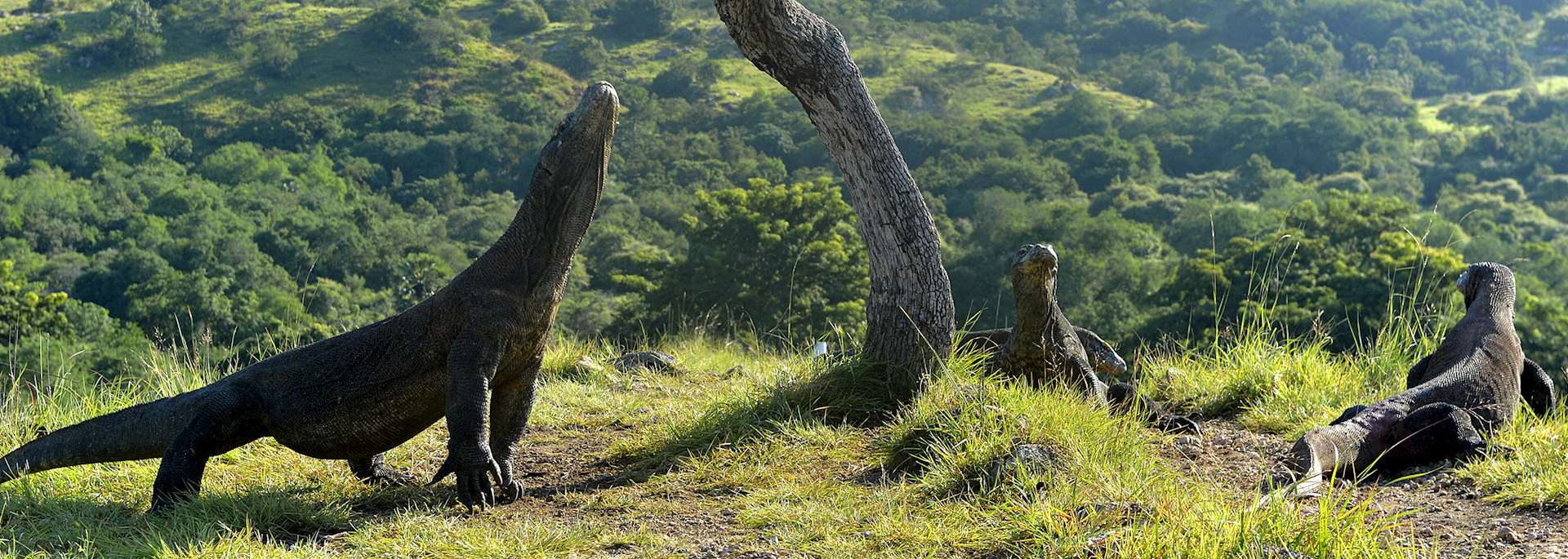 Komodo dragons, Komodo National Park