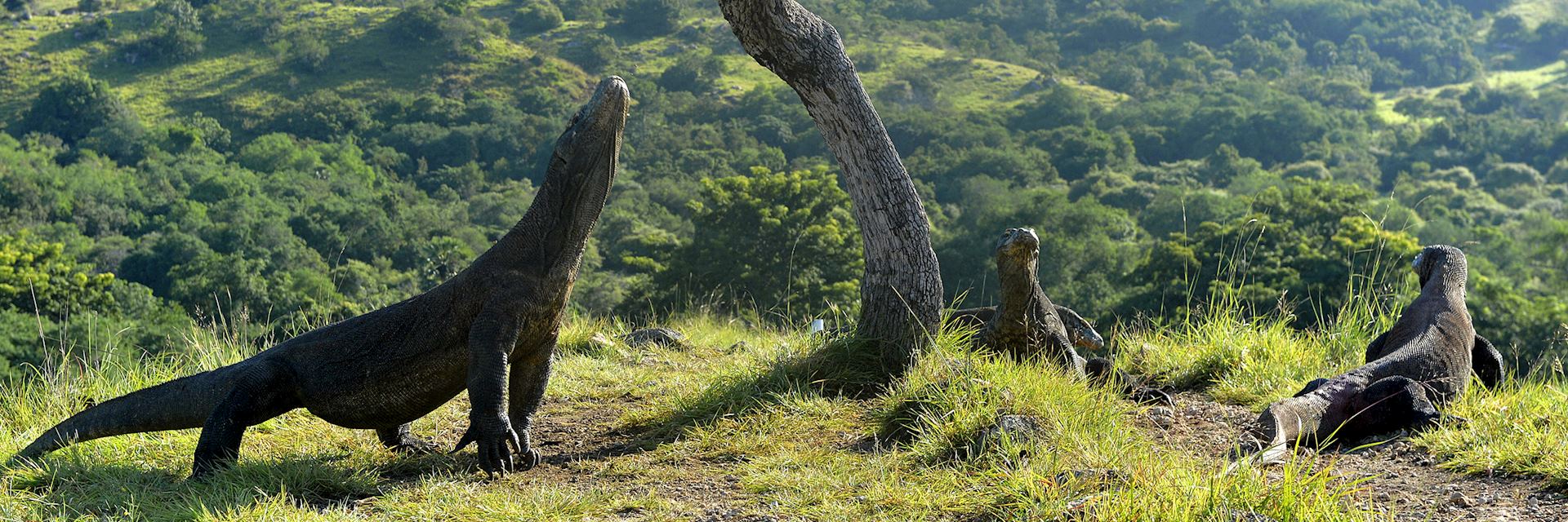 Komodo dragons, Komodo National Park
