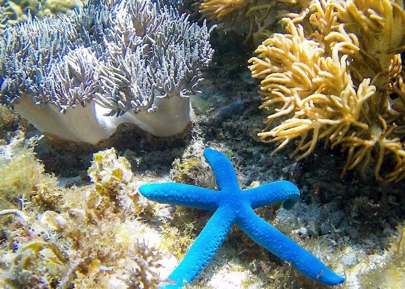 Blue starfish