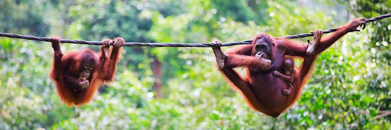 Orangutans in Borneo