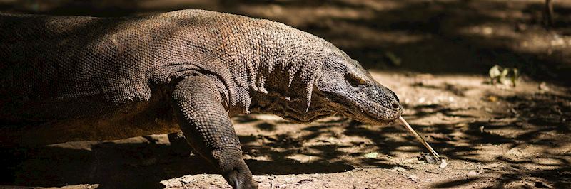 Komodo dragon, Komodo National Park