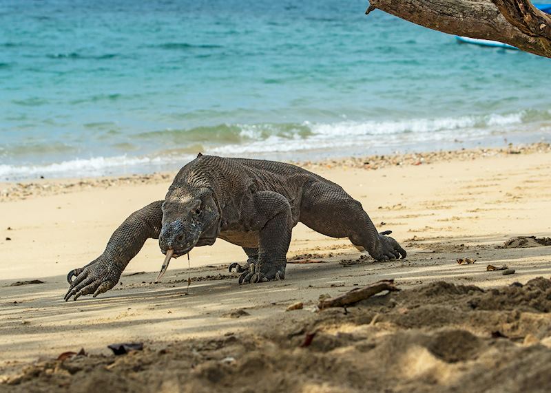 Komodo dragon, Komodo Island