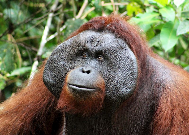 Orangutan, Tanjung Puting National Park