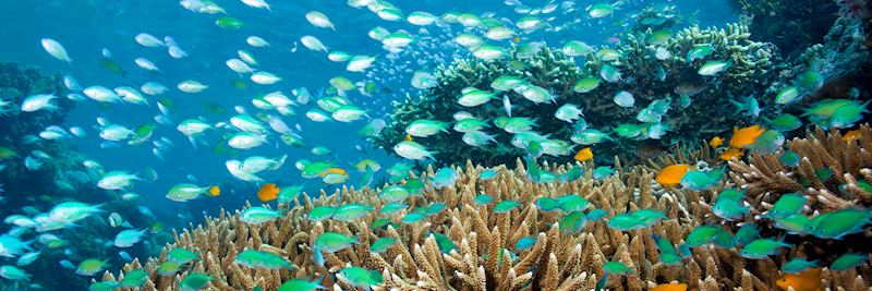 The colorful reef off of Menjangan Island