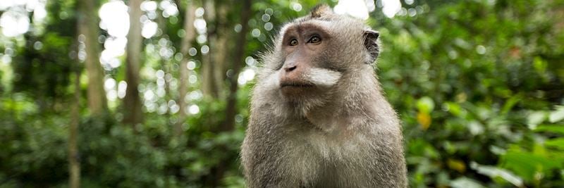 One of Bali's many macaque monkeys