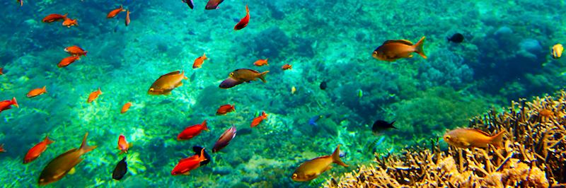 Tropical fish, Raja Ampat archipelago
