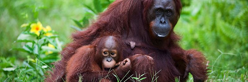 Female orangutan with baby