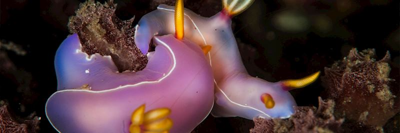 Chromodoris purple nudibranch, Lembeh, Indonesia