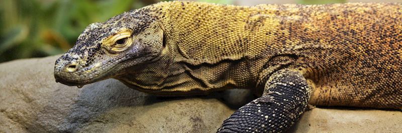 Komodo dragon