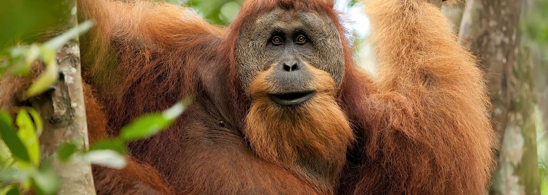 Orangutan in Bukit Lawang