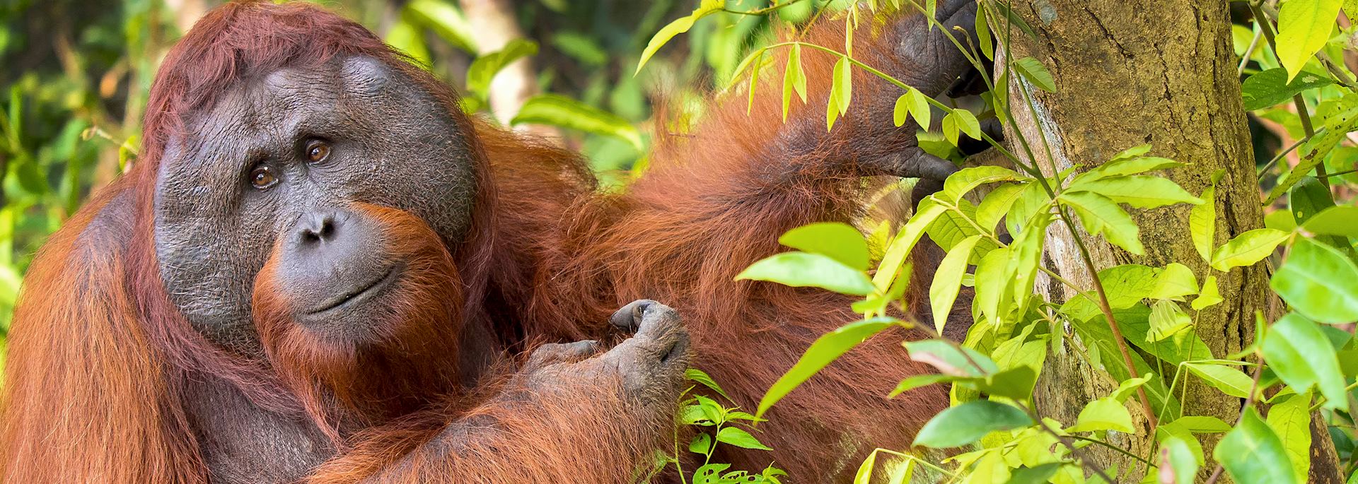 Orangutan in Tanjung Puting National Park