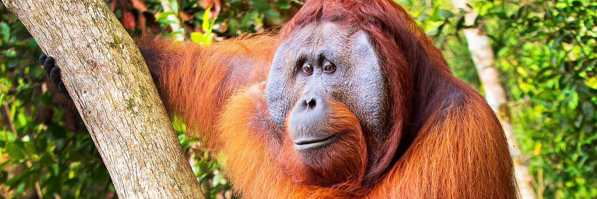 Orangutan, Kalimantan