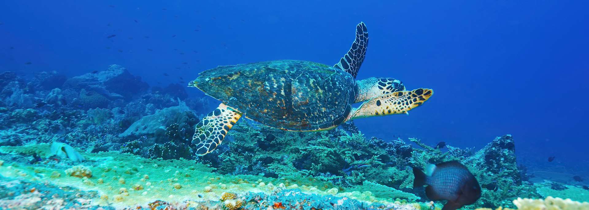Green turtle, Bali