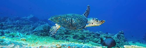 Green turtle, Bali