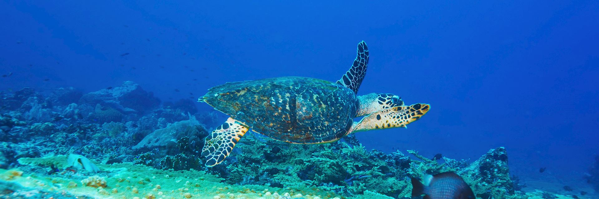 Green turtle, Bali