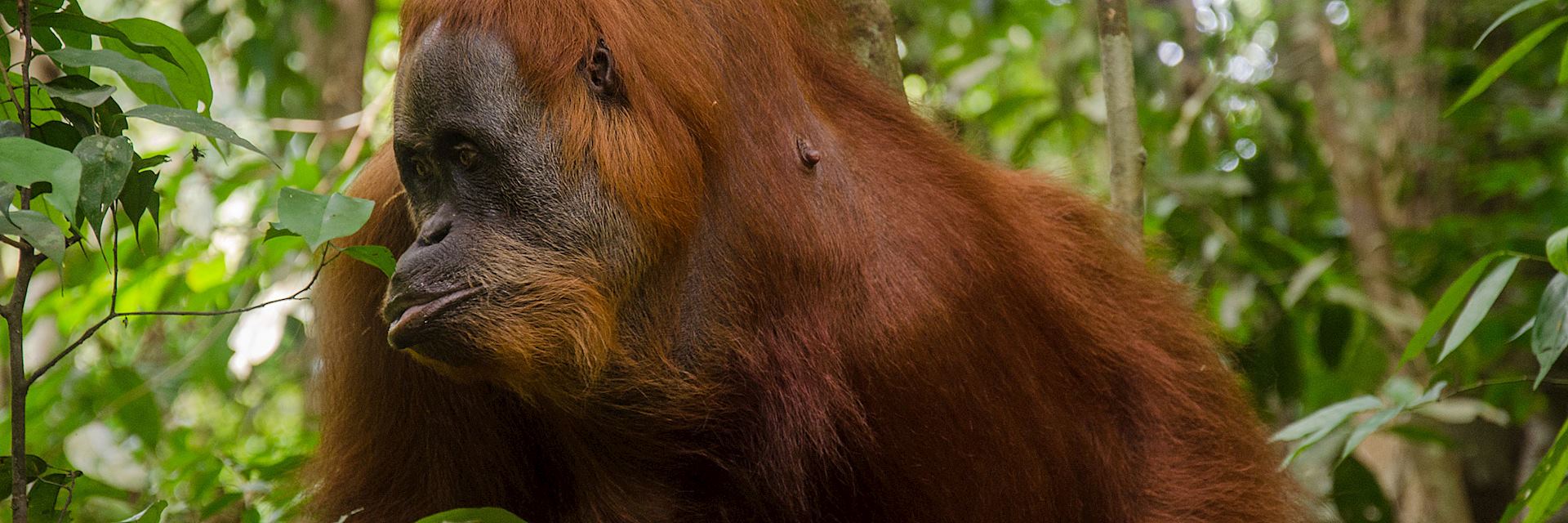 Orangutan in Bukit Lawang