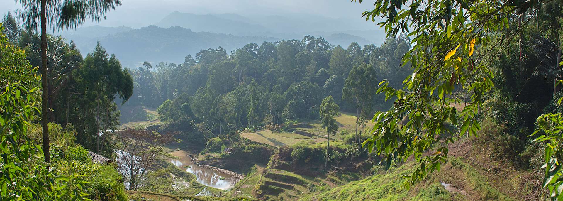 Rice terraces in Rantepao