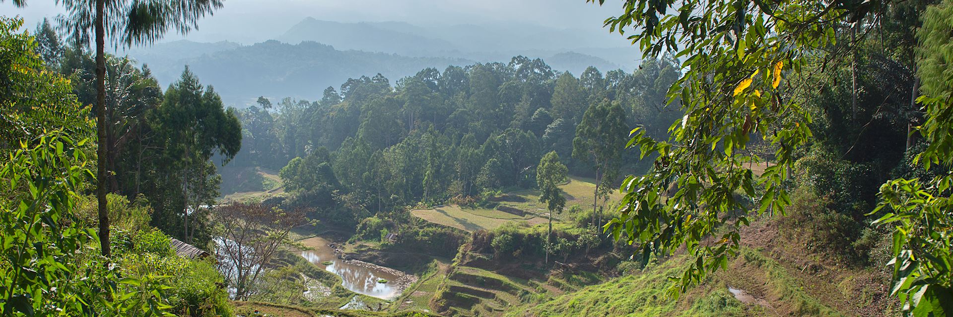 Rice terraces in Rantepao