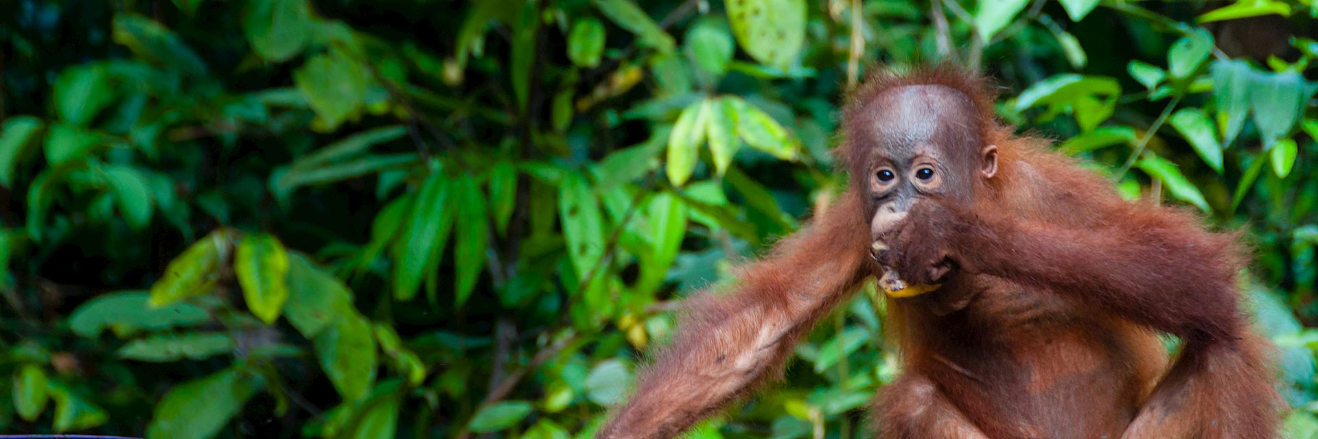 Young orangutan, Sumatra, Indonesia