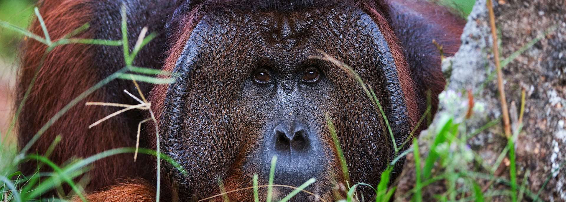 Orangutan in Sumatra