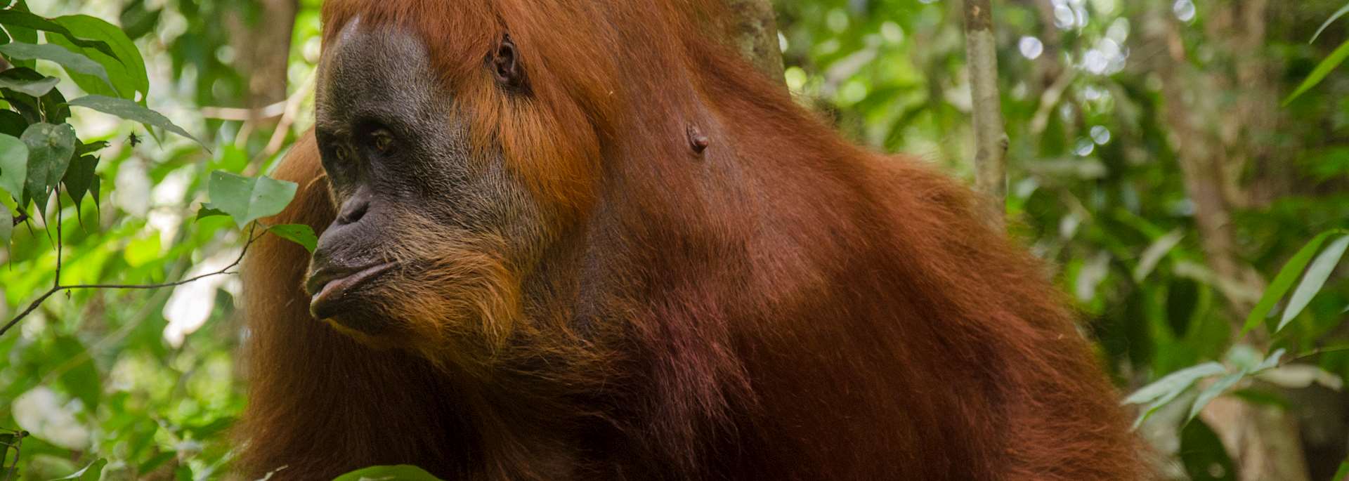 Orangutan in Bukit Lawang
