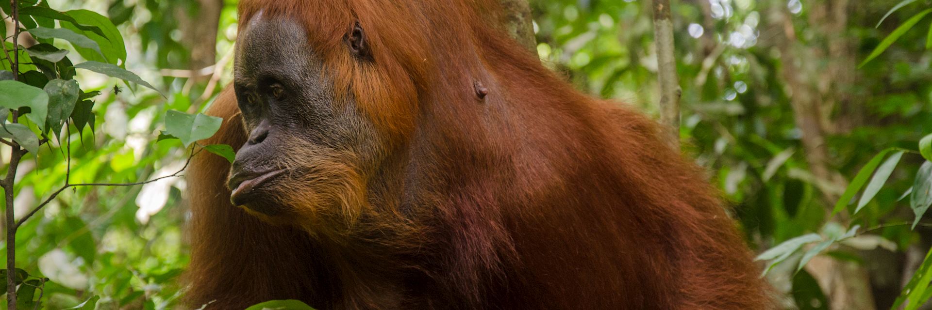 Orangutan in Bukit Lawang