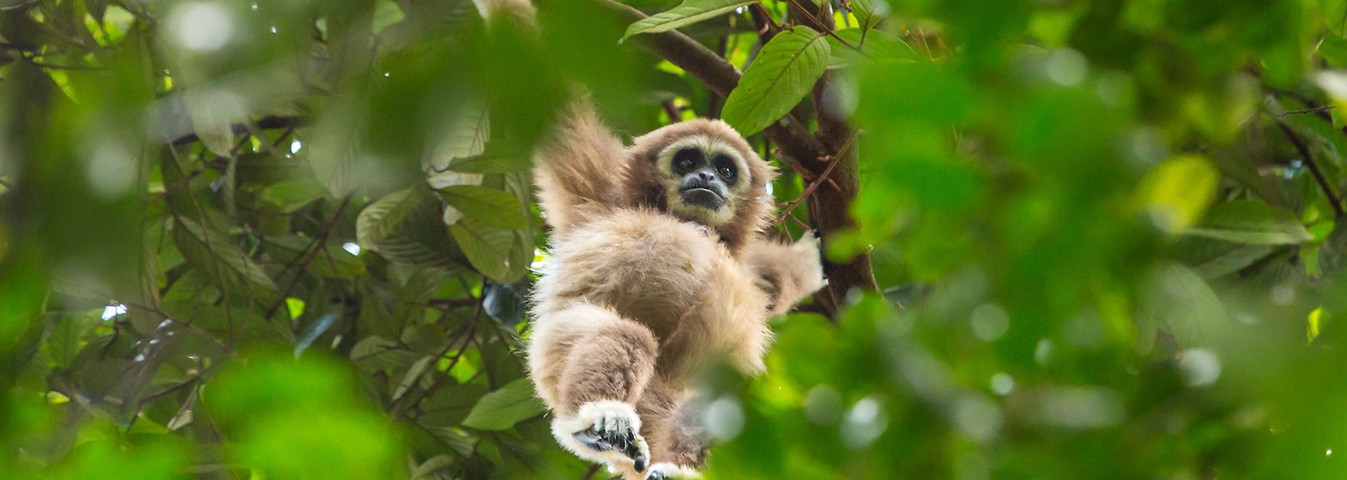 Gibbon, Gunung Leuser National Park